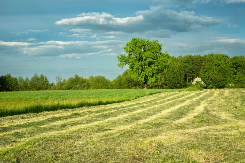 Overgrown Land Before Mowing