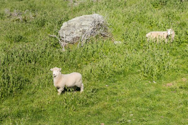 Pasture Vegetation Control